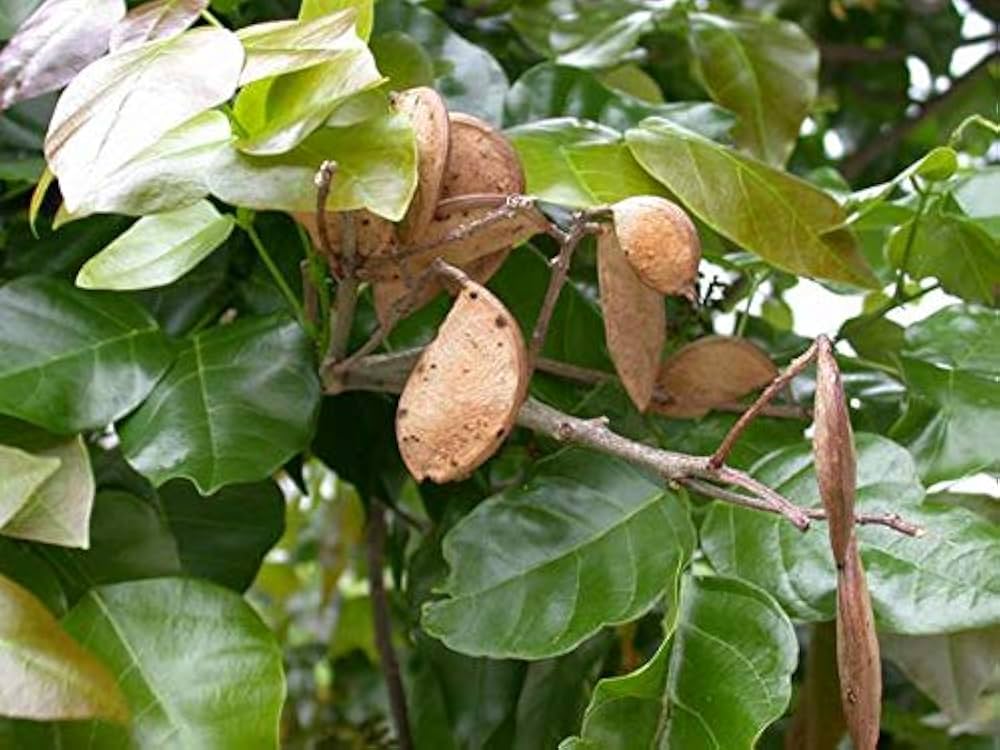 51vzlf55wul. ac uf1000,1000 ql80 