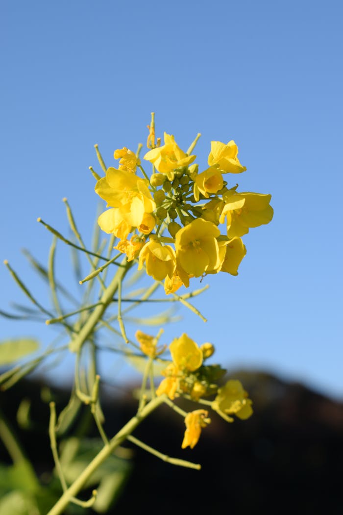 Pexels Photo 35069016